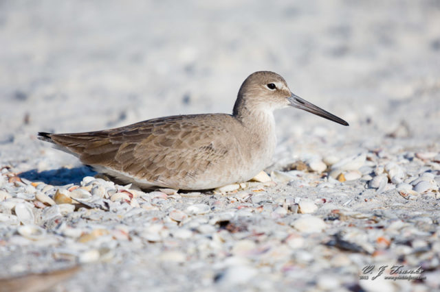 A Willet sits in the sand and shells. Sanibel Island, FL.