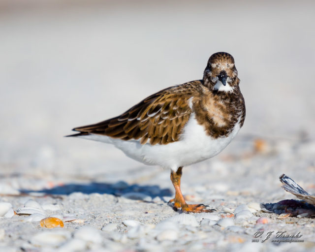A Ruddy Turnstone in the shells. Sanibel Island, Fl