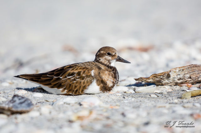 A Ruddy Turnstone sitting in the shells. Sanibel Island, FL.