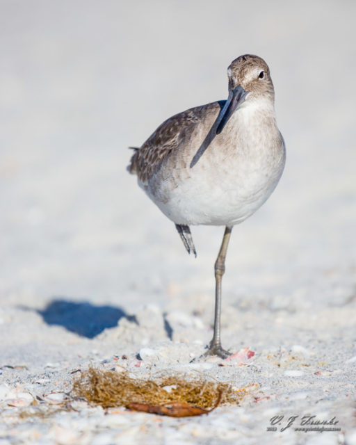 Willet & Seaweed