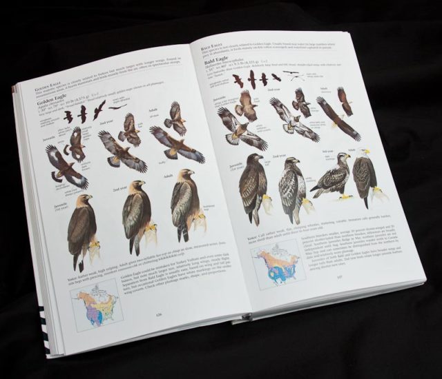 The Sibley Guide to Birds