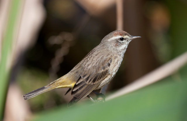 Palm Warbler