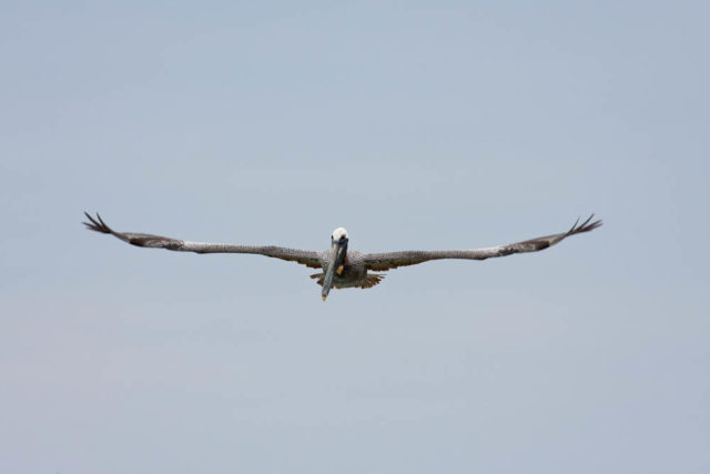 Brown Pelican A Brown Pelican flys directly towards the camera while searching for prey in the Gulf of Mexico off the coast of Sanibel Island on Florida's gulf coast.