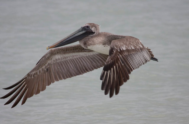 Brown Pelican A Brown Pelican fills the frame just after taking off from the Gulf of Mexico off the coast of Sanibel Florida.