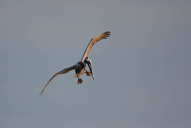 Brown Pelican About to Dive A Brown Pelican demonstrates their characteristic pre dive pose in the afternoon light off the coast of Sanibel Florida.
