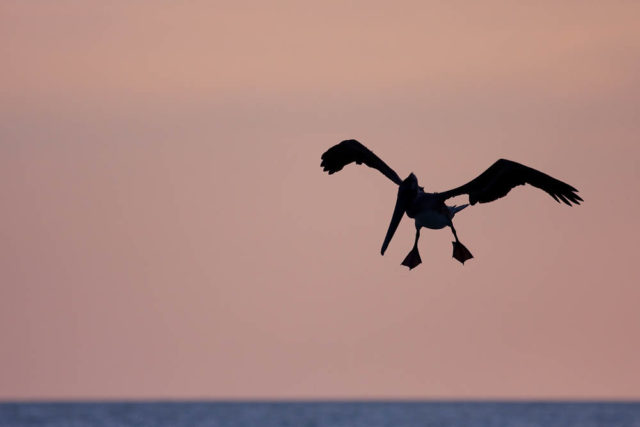 Flaps Down A Brown Pelican silhouetted against the pink sky and blue Gulf of Mexico in the late afternoon off Sanibel Island.