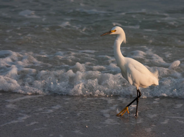 Snowy Egret in the Surf A Snowy Egret walks in the surf on a a beach on Sanibel Island on Florida's gulf coast.