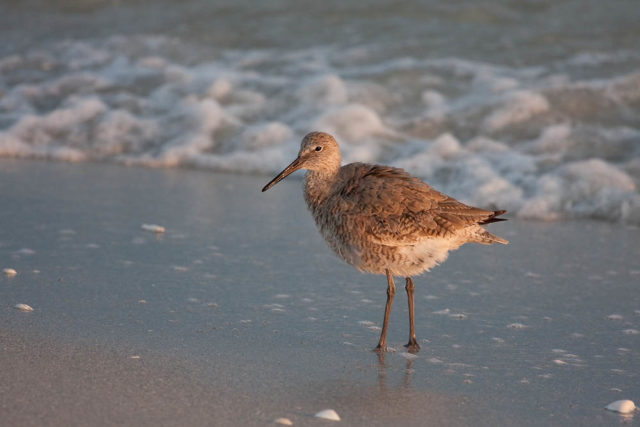 Sunset Willet A Willet stands with feathers ruffled in the golden evening light on a beach on Sanibel Island on Florida's Gulf Coast.