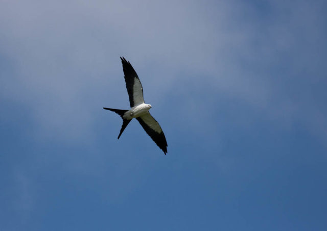 First shot at a Swollow-tailed Kite A hunting Swallow-Tailed Kite soars over Corkscrew Sanctuary in south west Florida.