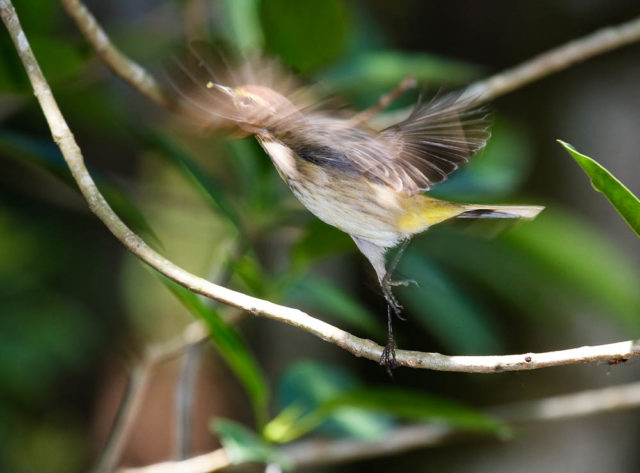 Dance of the Palm Warbler A Palm Warbler appears to be dancing as it leaves it's pearch in Corkscrew Swamp Sanctuary in south west Florida.