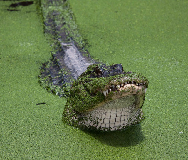 Gator An American Alligator in small gator hole with head raised just prior to snapping a warning bite, photographed at Corkscrew Swamp Sanctuary.