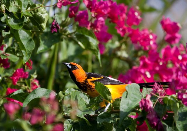 Spot-Breasted Oriole Spot-Breasted Oriole