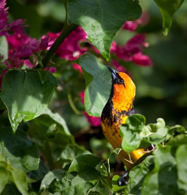Spot-Breasted Oriole in Boginvilla Spot-Breasted Oriole in Boginvilla