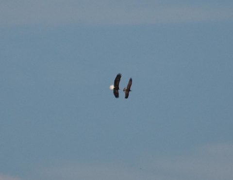 Bald Eagle Kleptoparasitism