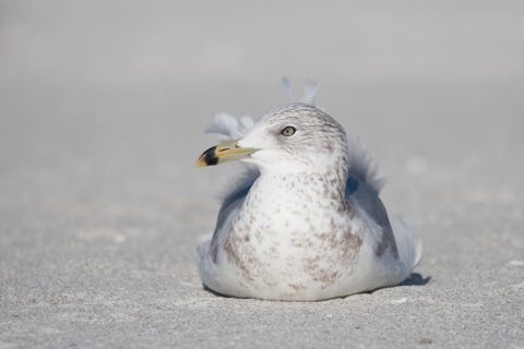 A ring billed gull.