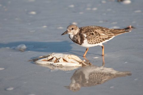 A Ruddy Turnstone feeding on a dead crab.