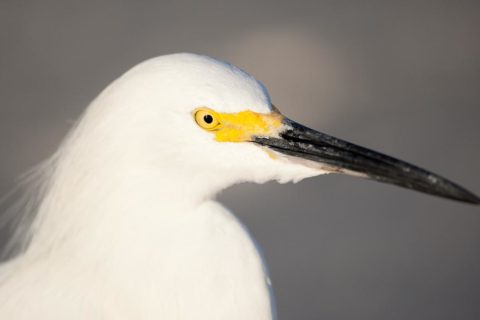 A Sony Egret portrait session.