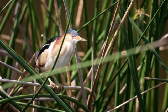Nesting Least Bittern
