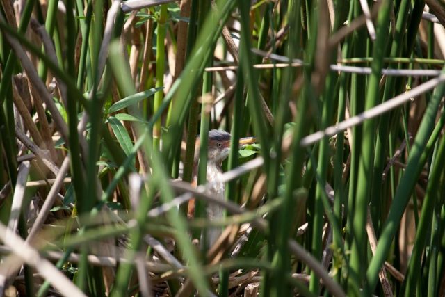 Lost in the Reeds