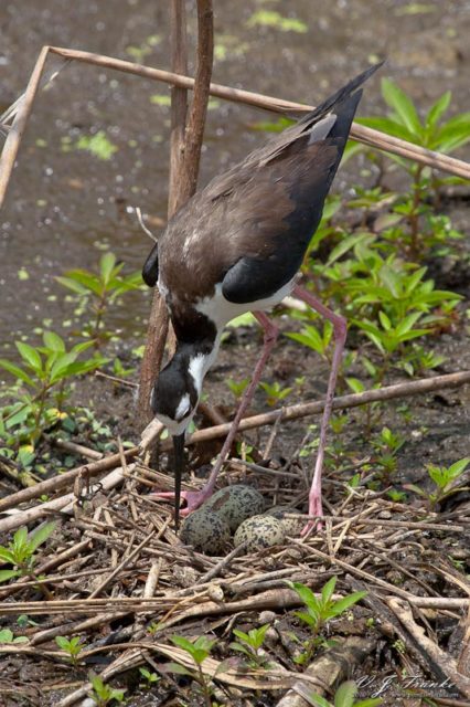 Female Stilt and Eggs