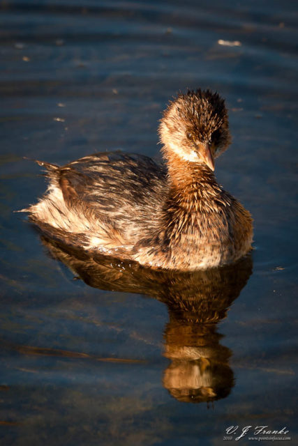Pied-Billed Grebe