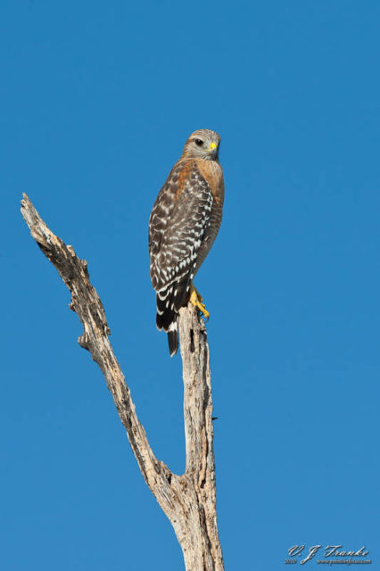 Red Shoulder Hawk