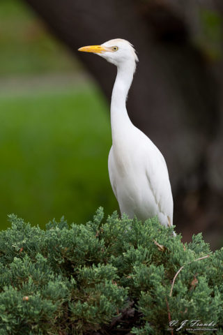 Cattle Egret