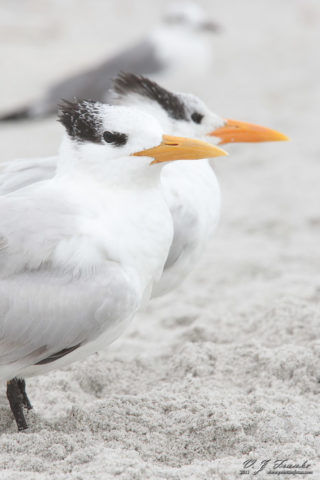 Royal Terns in Fog (unedited)