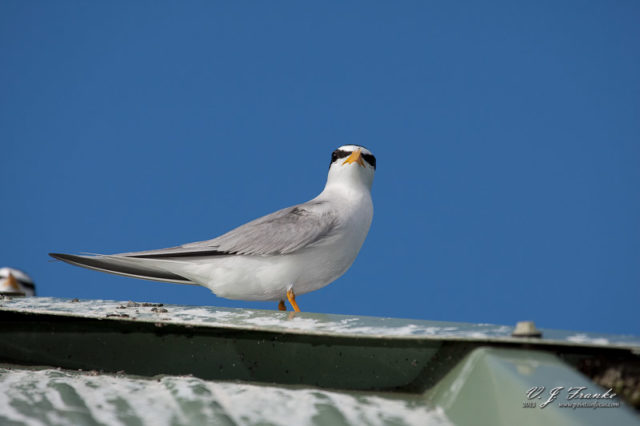 Least Tern