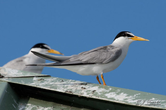 Least Tern