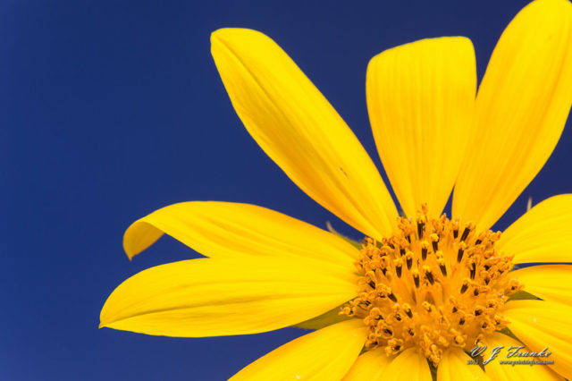Sun Flower 2