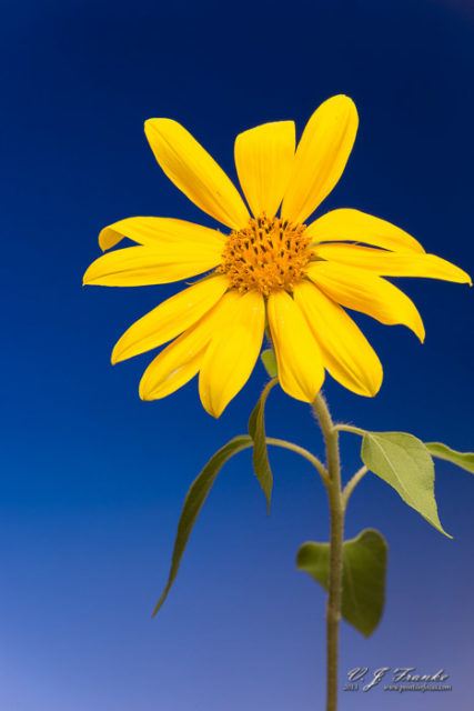 Sun Flower