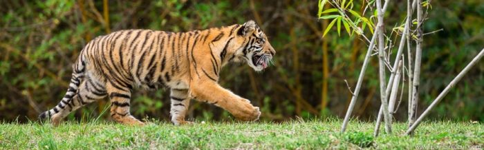 Sumatran Tigers at Zoo Miami lede