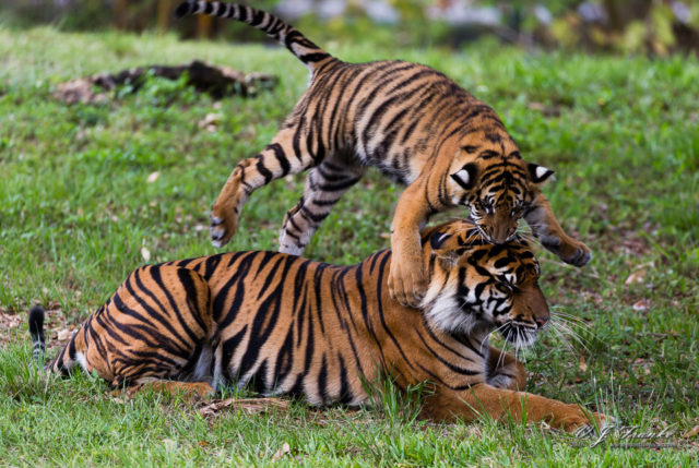 Sumatran Tigers at Zoo Miami • Points in Focus Photography