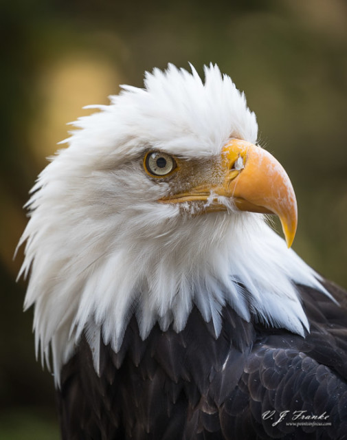 Eagle's Portrait • Points in Focus Photography