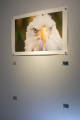 Magnetically hung image, and the mounting system.