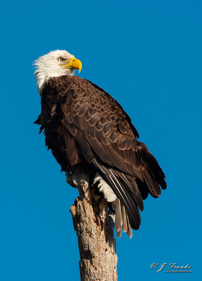 My First Eagle • Points in Focus Photography