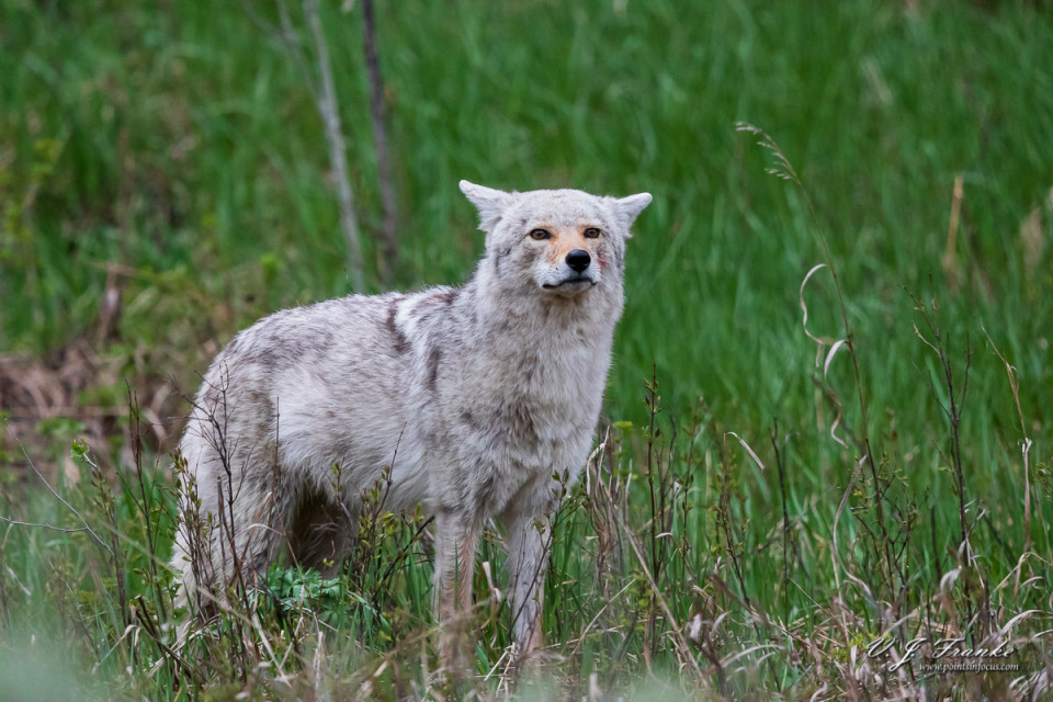 Coyote in the grass.