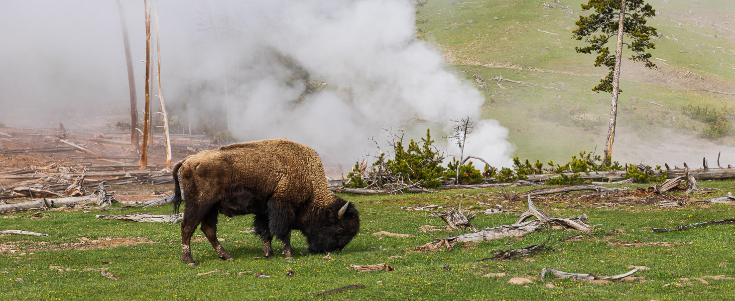 best point and shoot camera for yellowstone